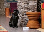 Black Dog Sitting in Pet Friendly Lobby