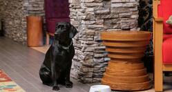 Black Dog Sitting in Pet Friendly Lobby