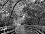 Boardwalk Surrounded by Trees