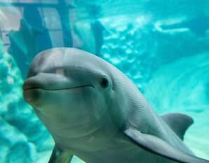 a Dolphin in an Aquarium
