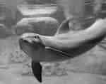 a Dolphin in an Aquarium