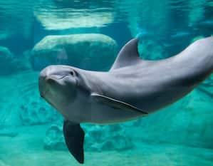a Dolphin in an Aquarium