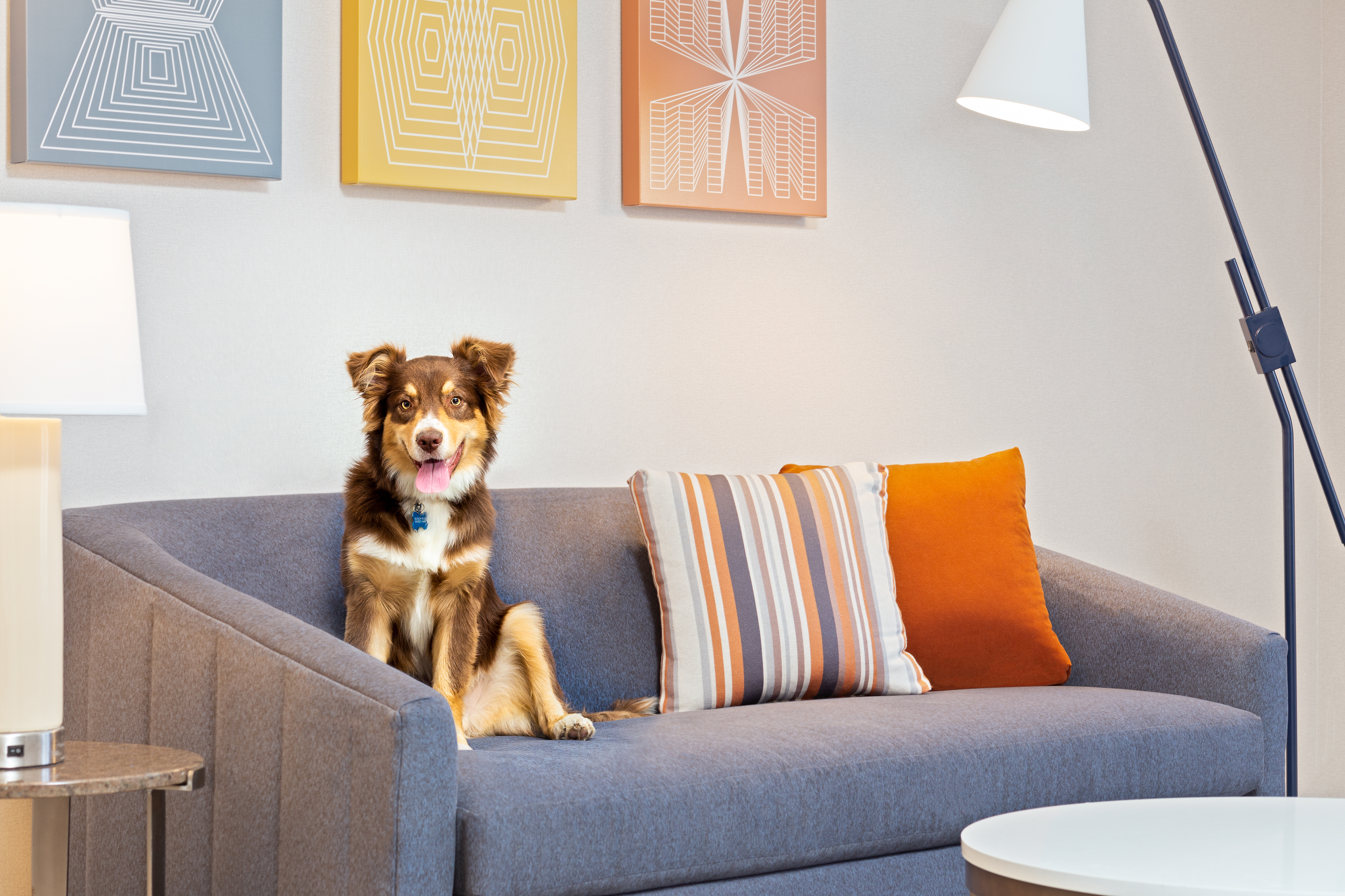 Dog Friendly Hotel - Dog sitting on sofa