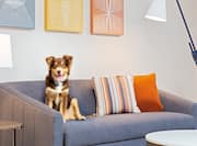 Dog Friendly Hotel - Dog sitting on sofa