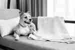 Dog in jacket on chair