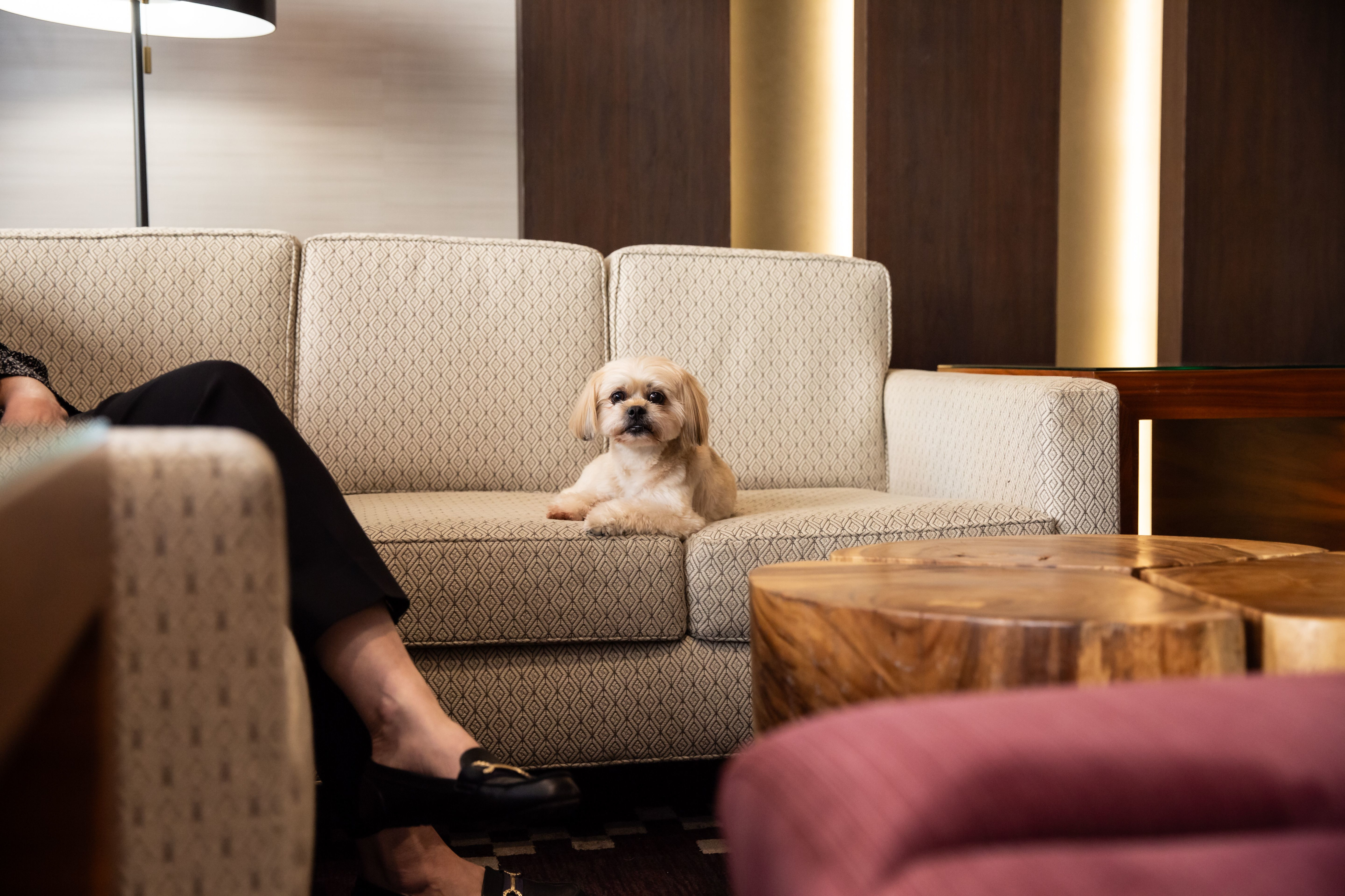 Dog relaxing in sitting area with owner