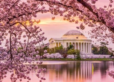 Thomas Jefferson Memorial framed by the flowers of a cherry blossom tree