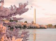 Cherry Trees and Washington Monument