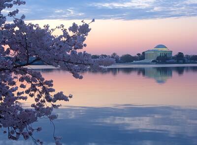 Cherry trees in blossom around Tidal Basin Washington DC