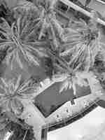 鳥瞰泳池，設有棕櫚樹及躺椅。