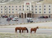 Wild Horses in Front of Hotel 