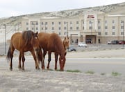 Wild Horses Eating Grass With View of Hotel in Background