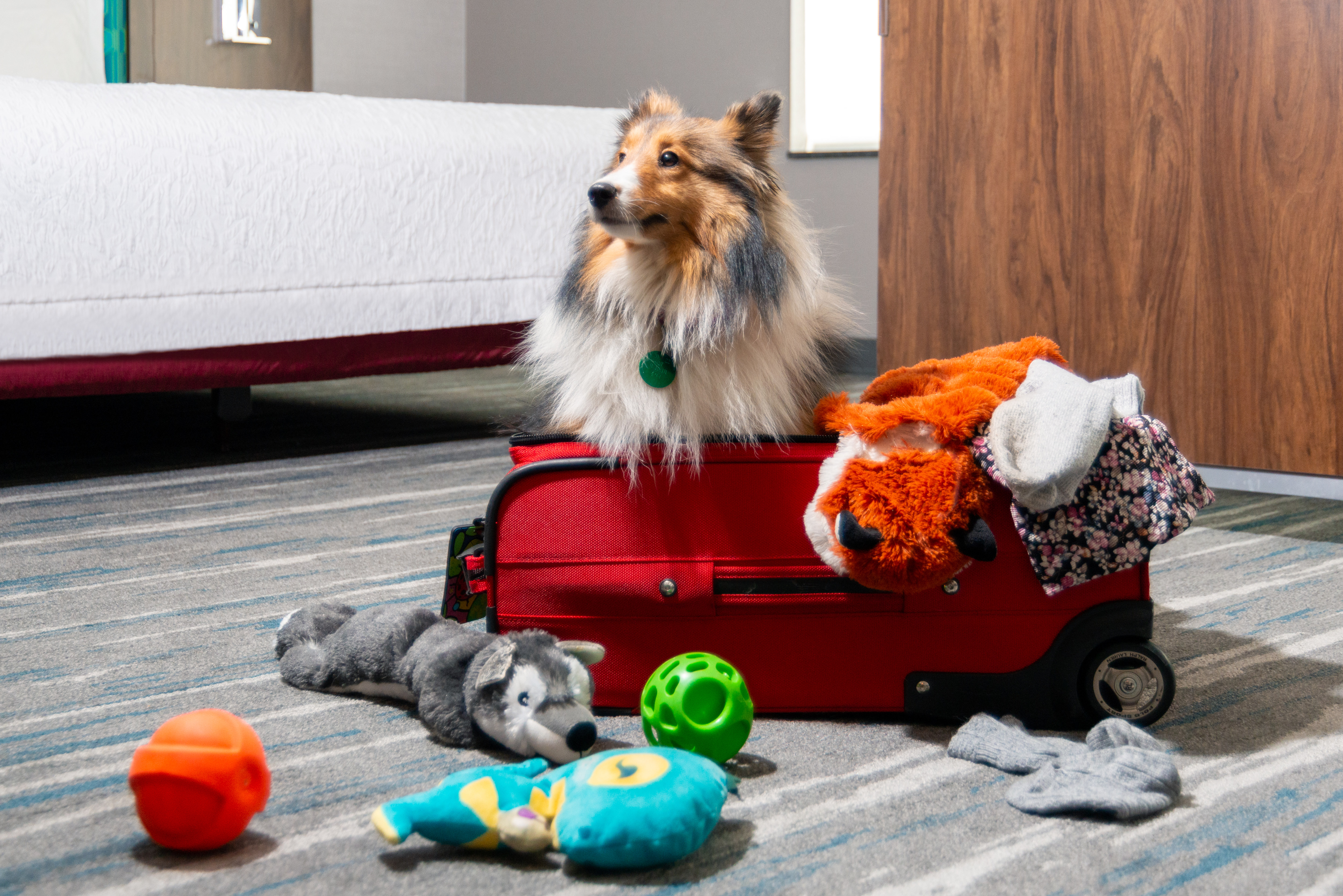 Dog with supplies and toys in a suitcase in a pet friendly guest room