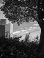 Vue de l'arbre à la plage