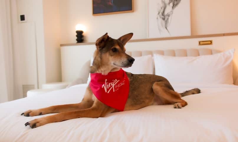 A dog on a bed in a dog friendly guest room