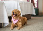 Happy dog staying in convenient pet friendly Home2 Suites hotel guestroom.