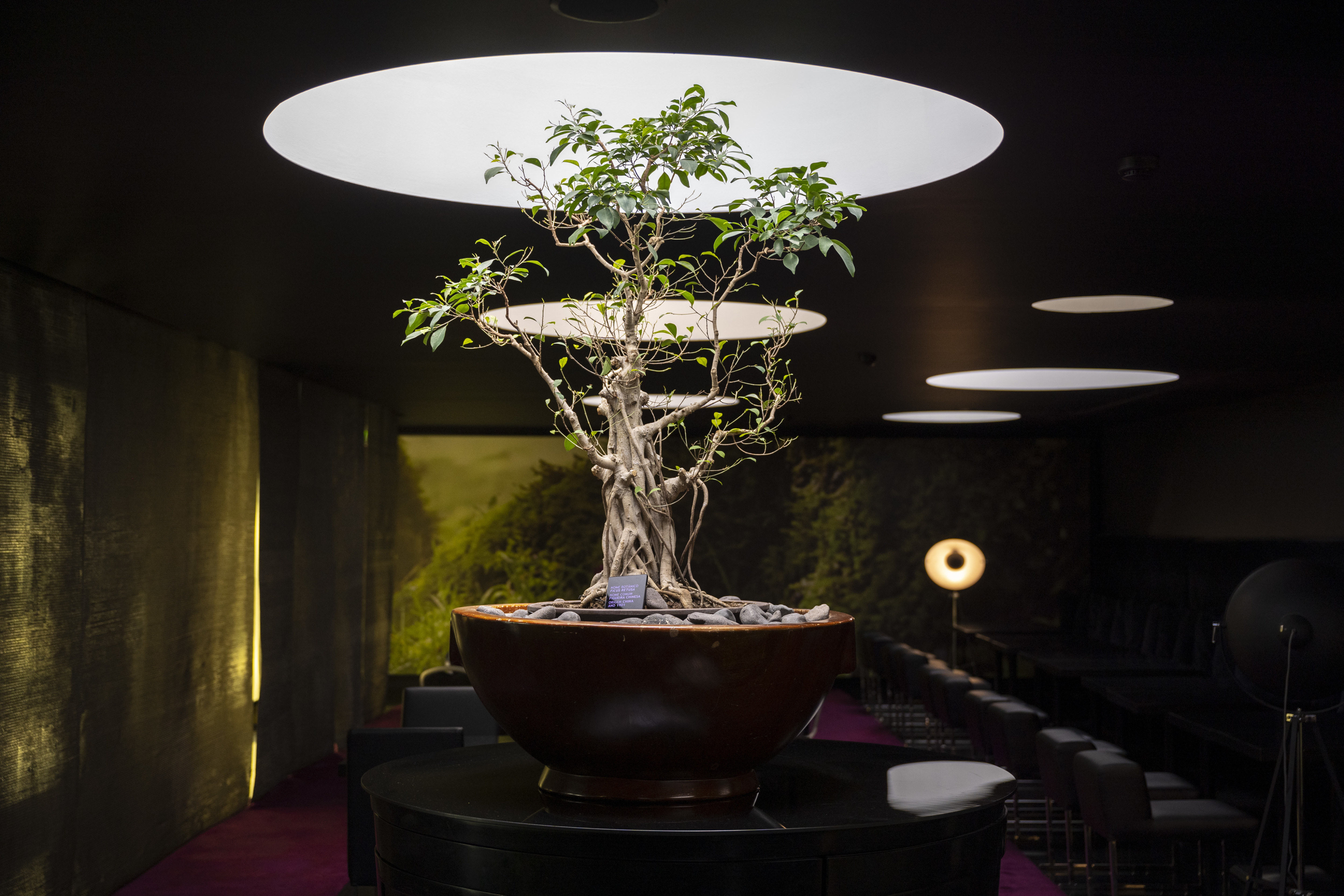 seating area with bonsai tree