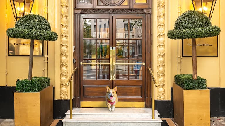 hond bij de ingang van het hotel