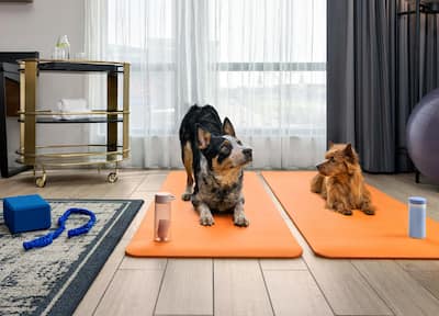 Two dogs posing on orange yoga mats 