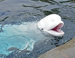 beluga whale in water