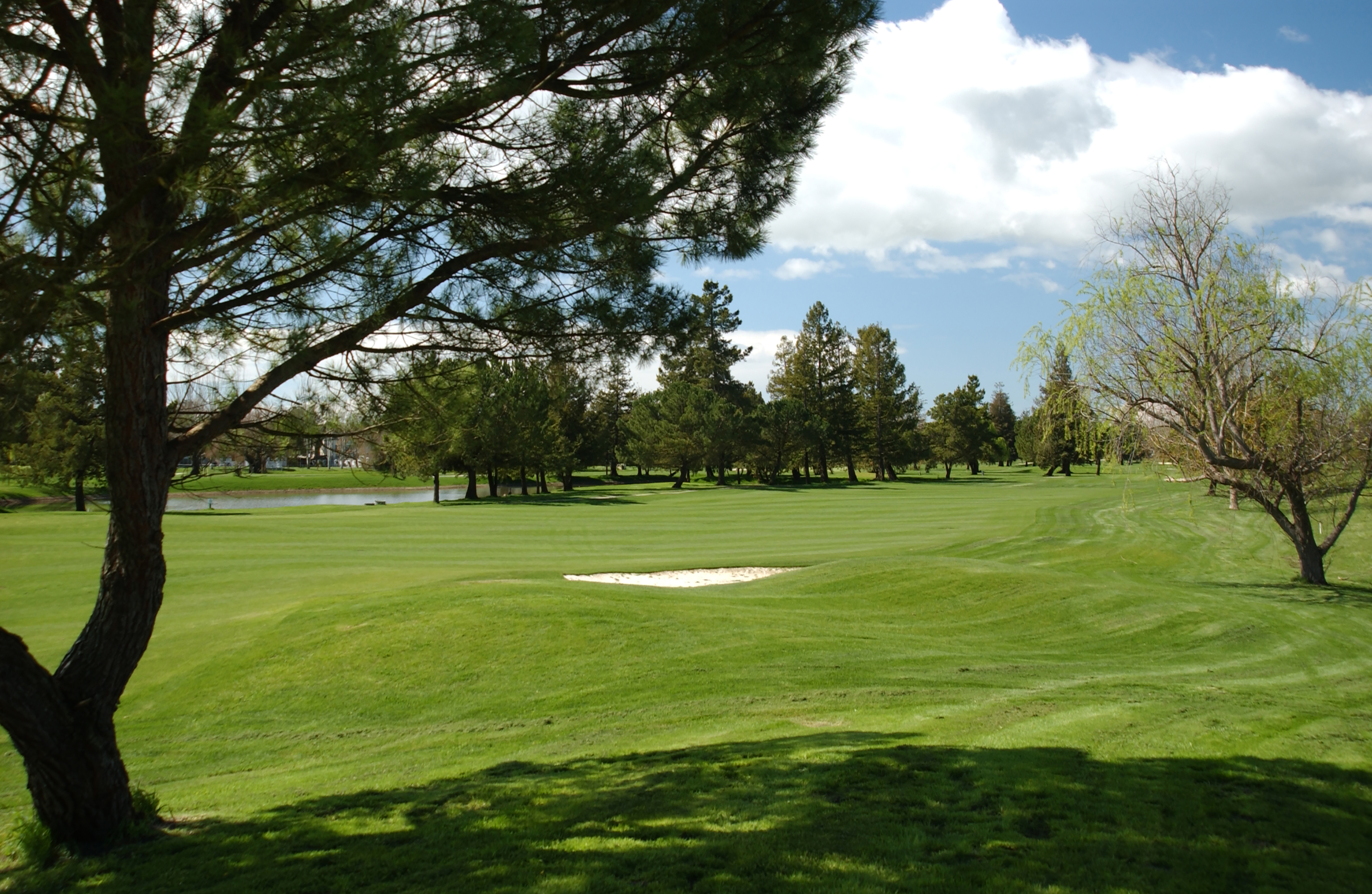 Golf Course Foxtail