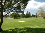 Golf Course Foxtail