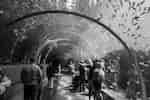 tunnel in aquaruim