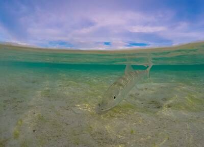 Bonefish on the flats in The Bahamas