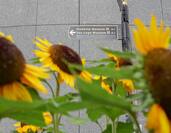 A sign pointing to the Van Gogh Museum and the Stedelijk Museum in Amsterdam, the Netherlands, through bright yellow sunflowers, which van Gogh made iconic in his paintings.