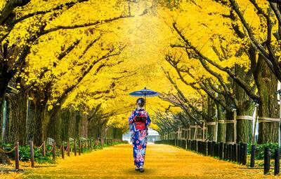 Beautiful girl wearing Japanese traditional kimono at row of yellow ginkgo tree in autumn