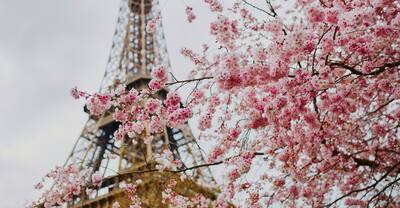Cherry blossoms in front of the Eiffel Tower in Paris. 