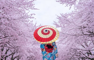 Asian woman wearing Japanese traditional kimono and cherry blossom in spring, Japan.
