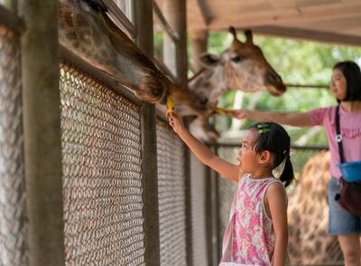 Child feed banana to giraffes at a zoo