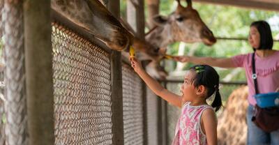 Child feed banana to giraffes at a zoo