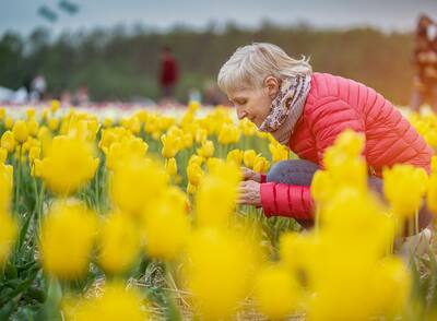 senior woman smell beautiful vivid blossoms of flowers on Netherlands tulip fest