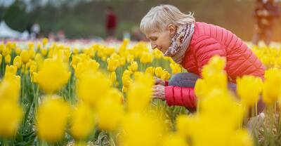 senior woman smell beautiful vivid blossoms of flowers on Netherlands tulip fest