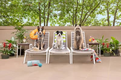 Three dogs sitting on lounge chairs