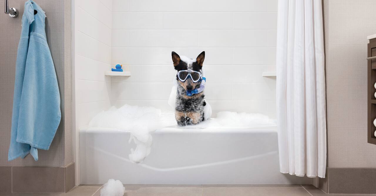 dog taking a bubble bath