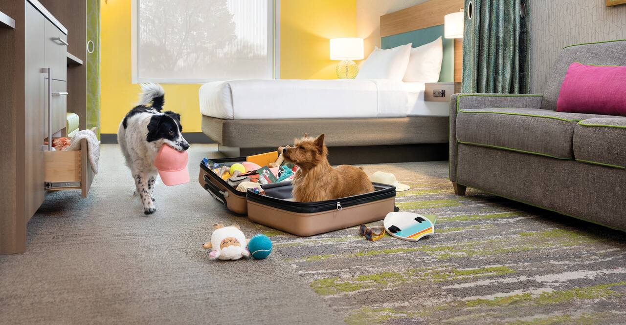 Dogs packing suitcase in guest room