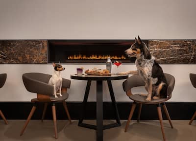 Two dogs sitting in chairs with drinks and food fireside