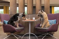 Two dogs playing chess