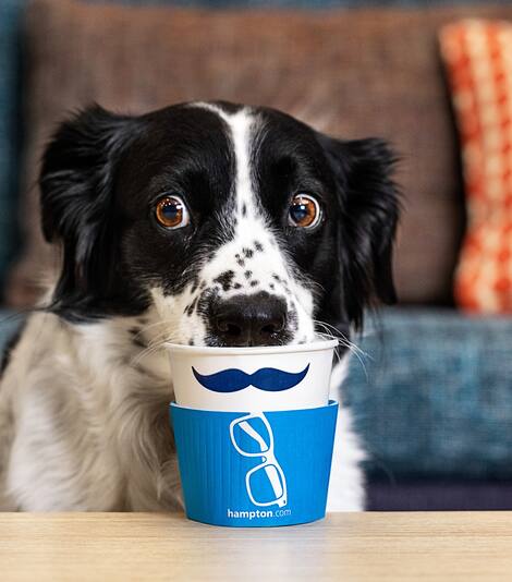 Dog drinking from Hampton coffee cup with mustache