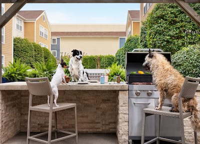 Three dogs on the patio grilling