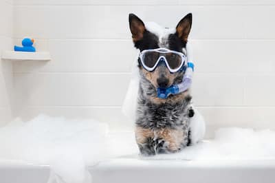 Dog in bubble bath with snorkel and blue rubber duck