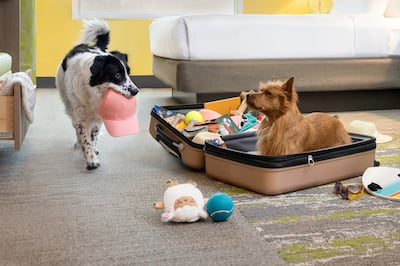 Two dogs packing a suitcase