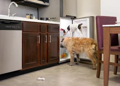Two dogs grabbing food from the refrigerator