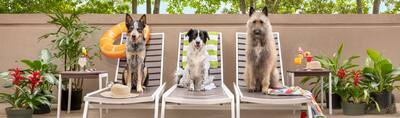 three dogs sitting in pool chairs