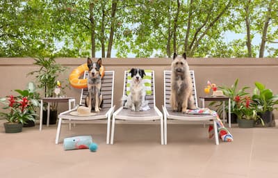 three dogs sitting in pool chairs
