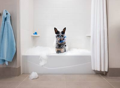 dog in bathtub with snorkel