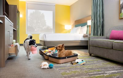Dogs in hotel room play in luggage